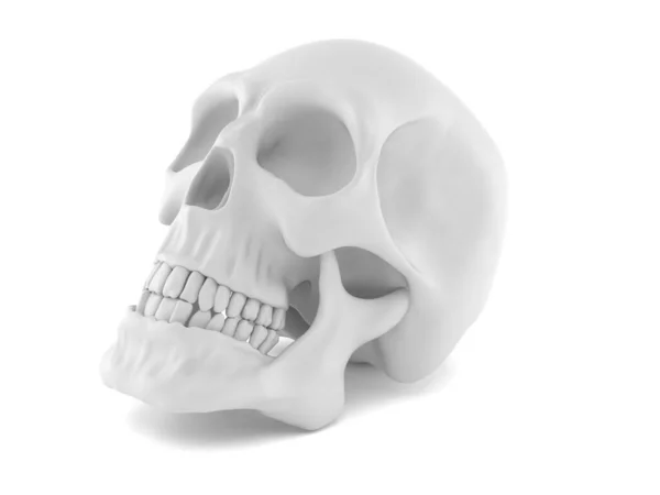 Skull — Stock Photo, Image