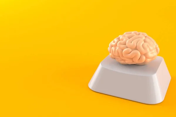Brain on computer key — Stock Photo, Image