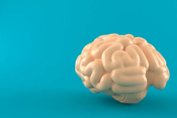 Brain — Stock Photo, Image