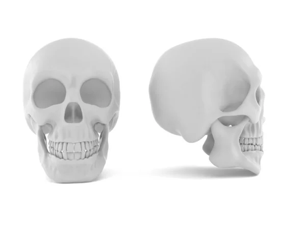 Skull — Stock Photo, Image