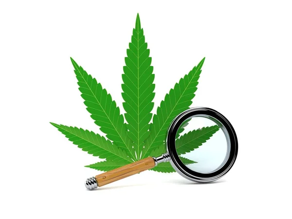 Cannabisblad med förstoringsglas — Stockfoto