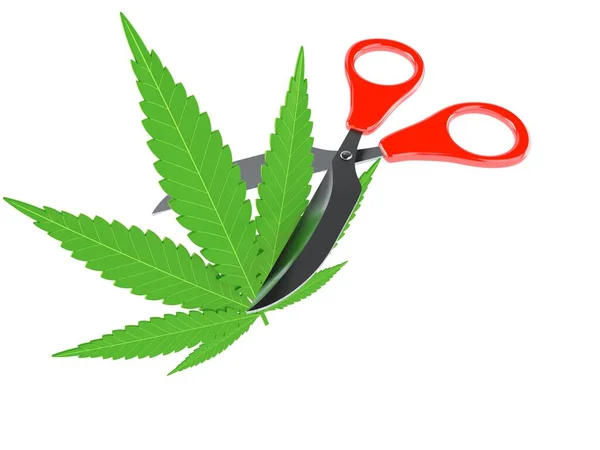 Cannabisblatt mit Schere — Stockfoto