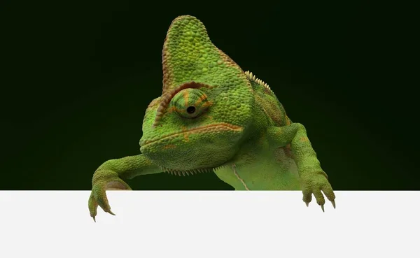 Kameleon achter blanco muur — Stockfoto