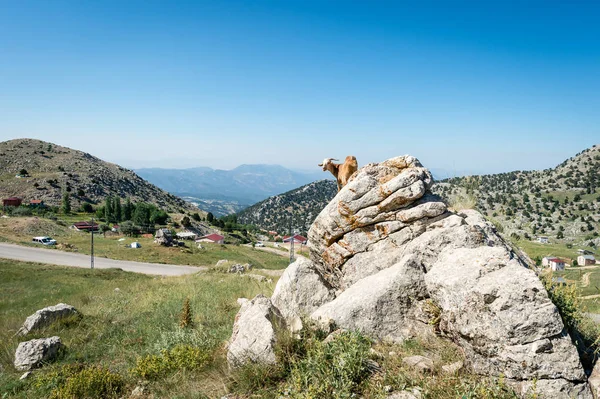 Keçi Türk kırsal kesimde