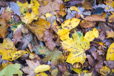 Sonbahar sonbahar arka plan ile sonbahar yaprakları