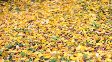 Sonbahar sonbahar arka plan ile sonbahar yaprakları