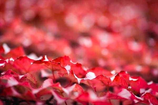 Abstract fall autumn background with autumn leaves — Stock Photo, Image