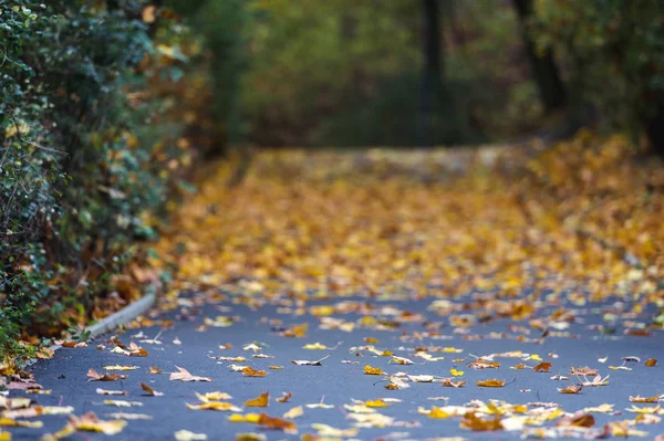 Herfst herfst achtergrond met herfst bladeren — Stockfoto