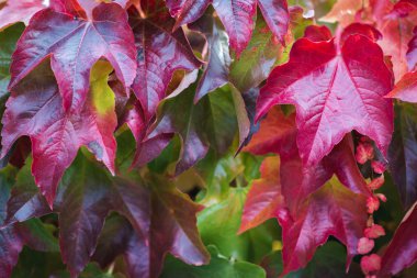 Sonbahar sonbahar arka plan ile sonbahar yaprakları