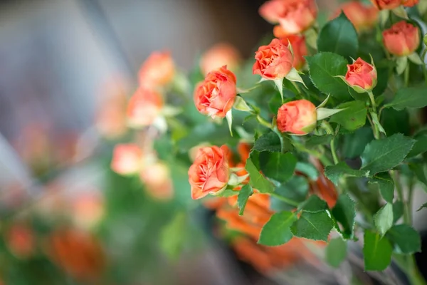 秋季婚礼花束 — 图库照片