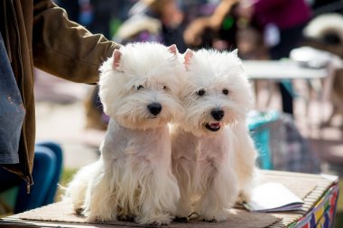 Yeşil çimenlerin üzerinde oturan iki terrier köpek yavrusu