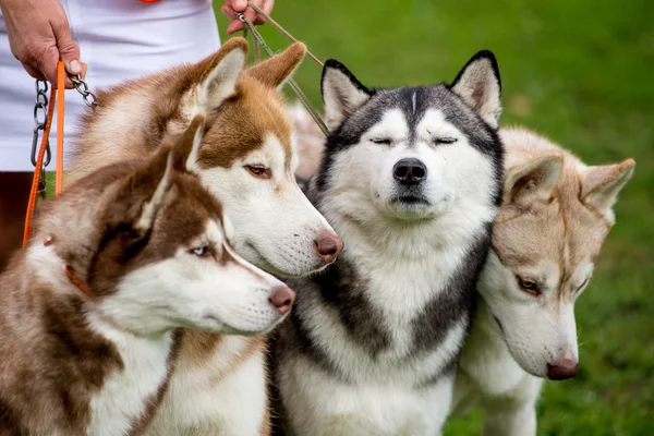 Четыре собаки крупным планом. Сибирский хаски . — стоковое фото