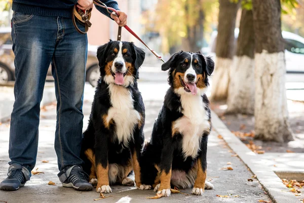 Dos cachorros de montaña berneses tumbados sobre las hojas en otoño — Foto de Stock