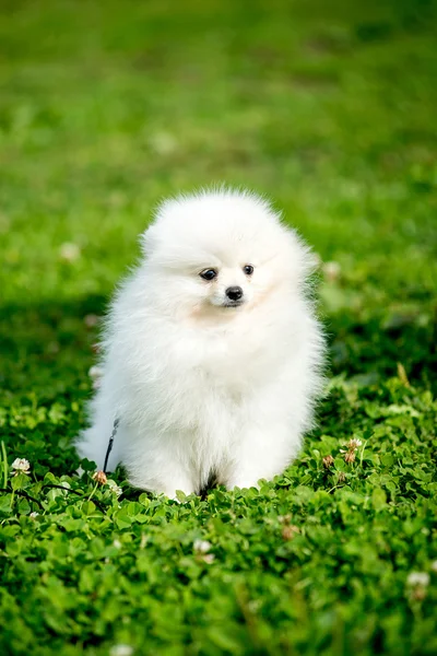 Spitz Hund weiß — Stockfoto