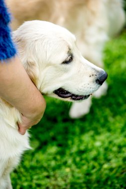 Labrador dogâ €™ s baş odaklanmamış arka plan üzerinde,