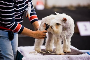 Minyatür Schnauzer köpek göstermek önce penye damat