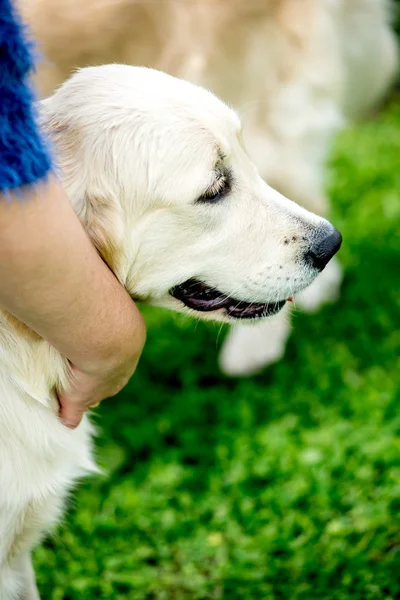 Labrador tête de chien sur fond flou , — Photo