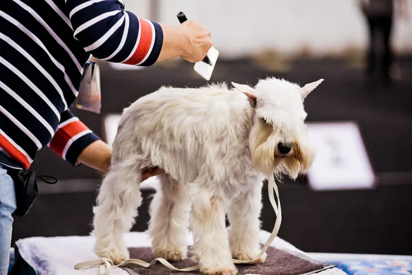 Groomer combing Miniature Schnauzer before dog show — Stock Photo, Image