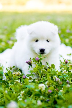 Yaz aylarında dört Samoyed köpek yavrusu açık havada