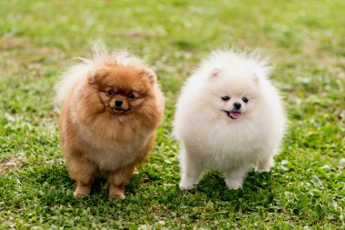 güzel kırmızı ve beyaz Pomeranian spitz köpek