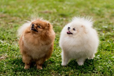 güzel kırmızı ve beyaz Pomeranian spitz köpek