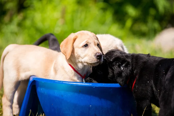 Štěňátka Labrador plavání v misce s vodou — Stock fotografie