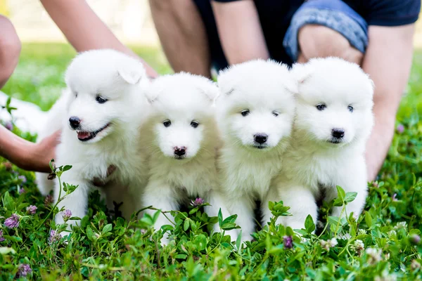 Vier Samojeed puppy buiten in de zomer — Stockfoto
