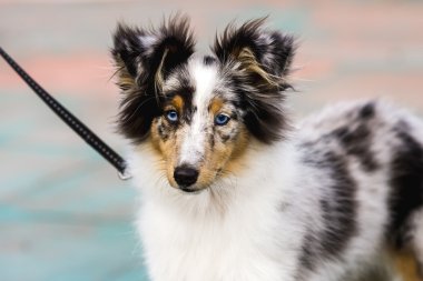 Mavi Merle Shetland çoban köpeği yürüyüşe