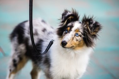 Mavi Merle Shetland çoban köpeği yürüyüşe