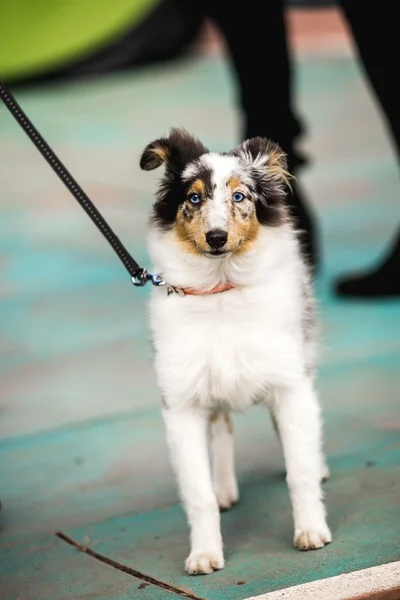 Blue Merle Shetland Sheepdog на прогулке — стоковое фото