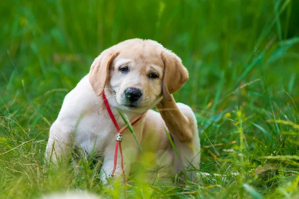 Filhote de cachorro Retriever Raspando pulgas — Fotografia de Stock