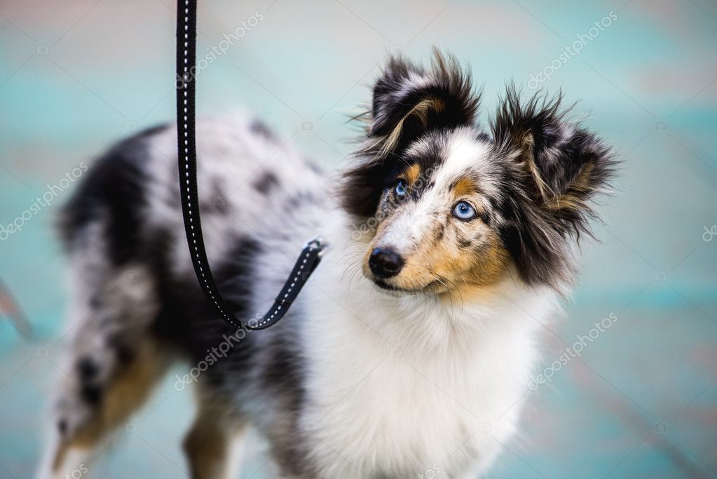 blue merle sheltie