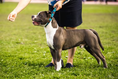 Çimenlerin üzerinde oturan Pitbull renk beyaz ve gri.