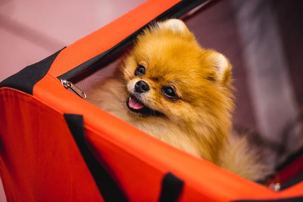 Милая собака сидит в женской сумке — стоковое фото
