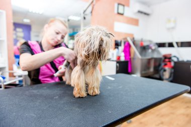 profesyonel kuaför kurutma Yorkshire korkunç