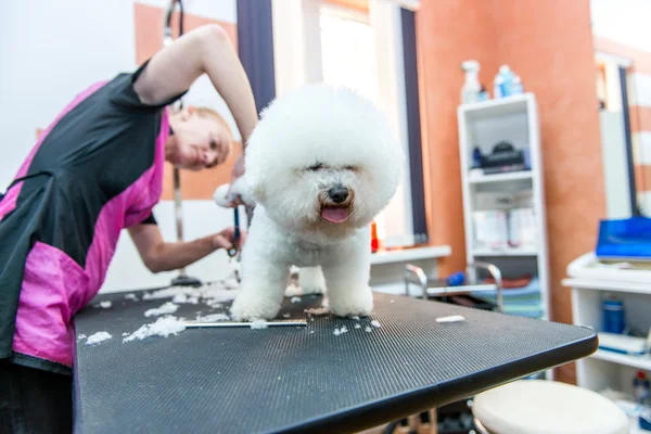 プロの美容師のグルーミング犬ビションフリーゼ — ストック写真