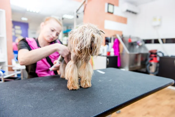 Suszenie Yorkshire terrier w profesjonalny salon fryzjerski — Zdjęcie stockowe