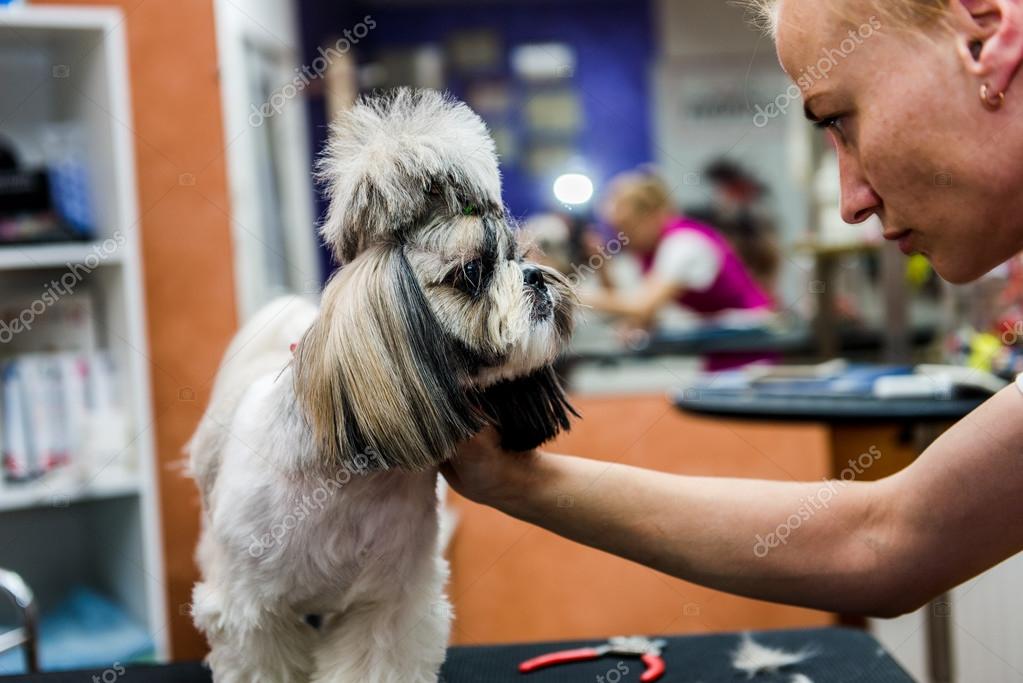 Pictures Shih Tzus Haircuts Grooming The Shih Tzu Dog