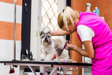Shih Tzu köpeğini tımar ediyorum.