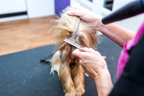 Secado Yorkshire terrier en un peluquero profesional —  Fotos de Stock