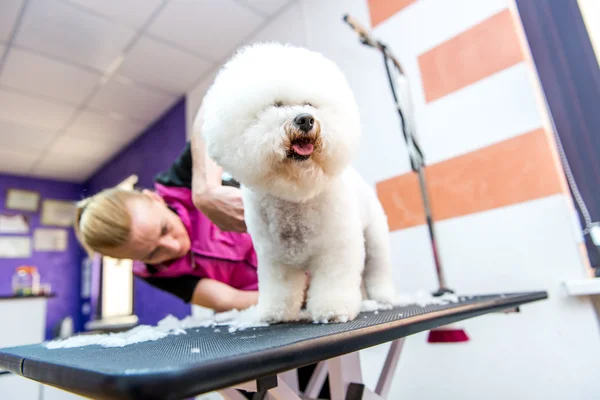 Pflege von Hunden bichon frise in einem professionellen Friseur — Stockfoto