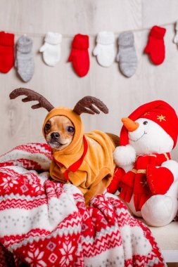 Ren geyiği kılık bir Noel köpek