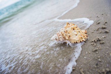 deniz kıyısı üzerinde karaya vurmuş deniz kabuğu