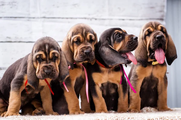 Beaux chiots Chien de sang sur un fond clair — Photo