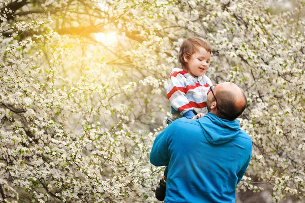 Отец целует и держит маленького сына на руках возле цветущей вишни . — стоковое фото