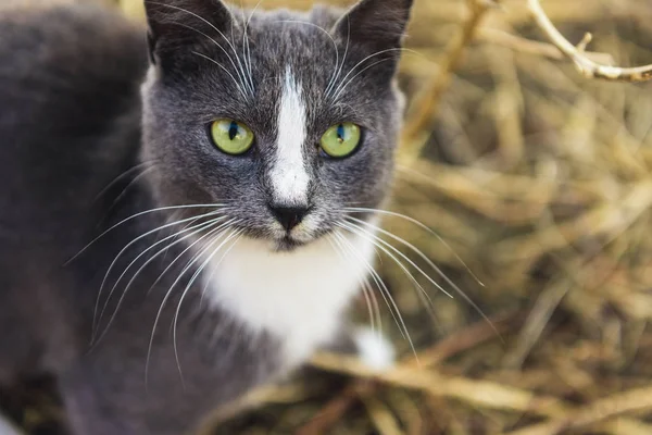 Grijze witte kat op straat — Stockfoto