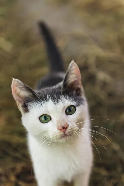 Grå, hvit katt på gata – stockfoto