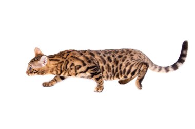 Bengal kitten, 5 months old, in front of white background clipart