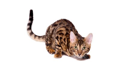 Bengal kitten, 5 months old, in front of white background clipart