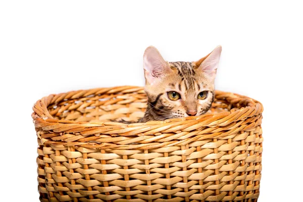 Rasowe bengal kitten w koszyku. na białym tle — Zdjęcie stockowe